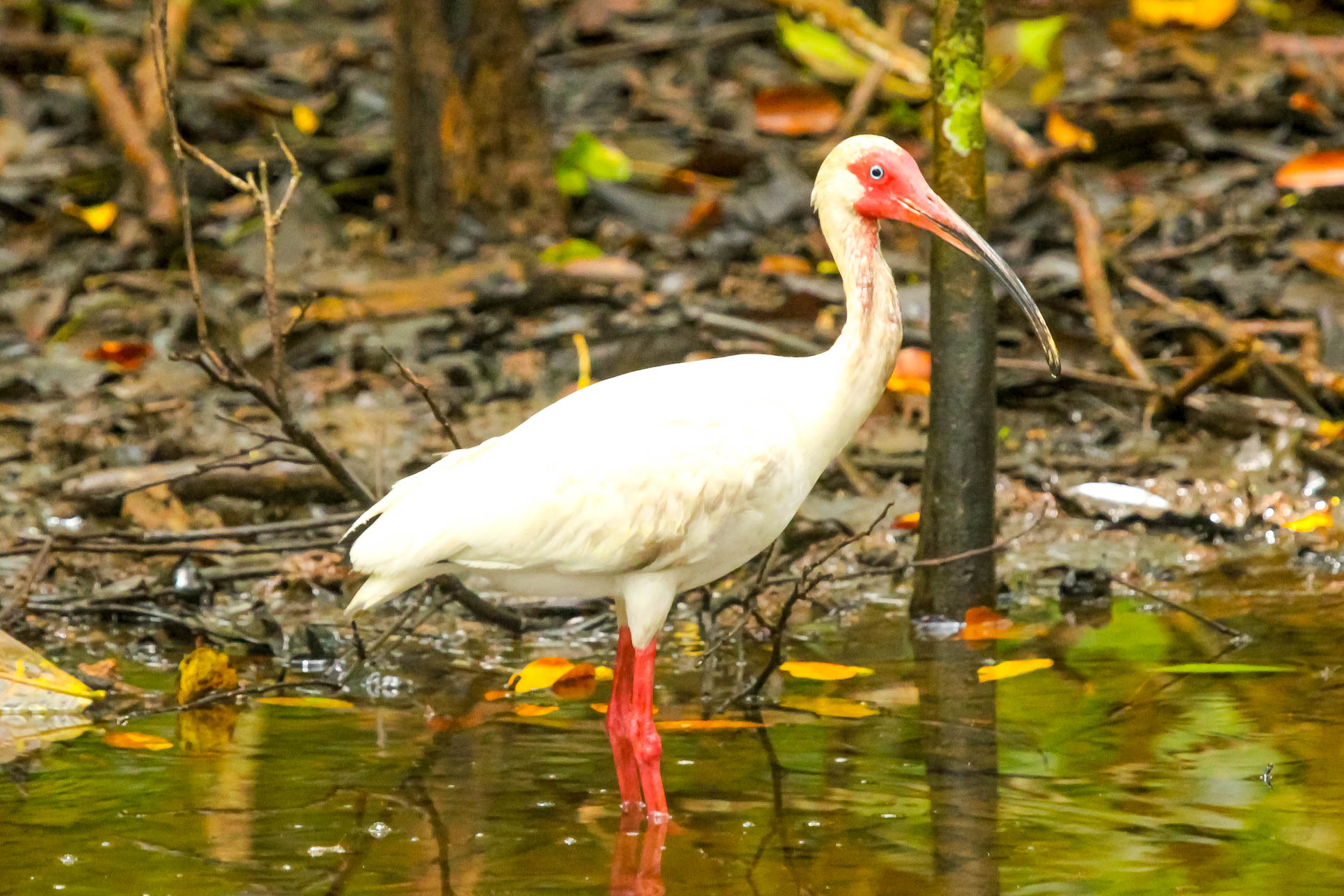 Ibis  At San Pedrillo Ranger Station Corcovado National Park